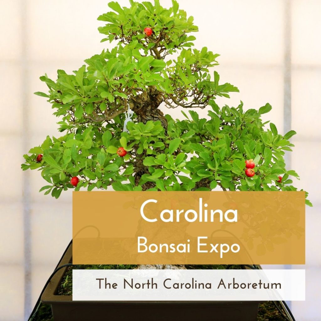 Carolina Bonsai Expo