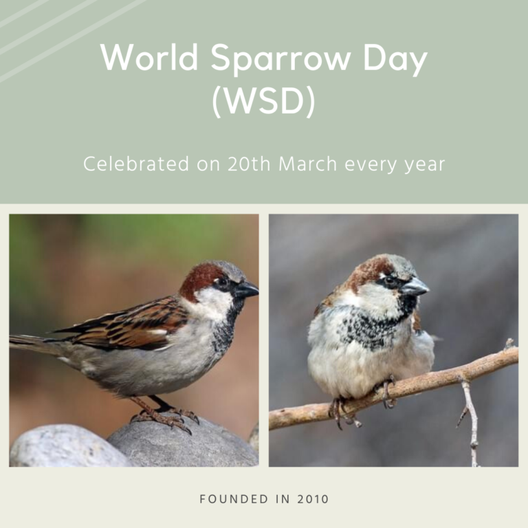 World Sparrow Day 2024 Eventlas