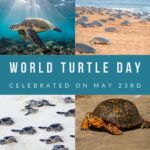 World Turtle Day 2024 | Eventlas