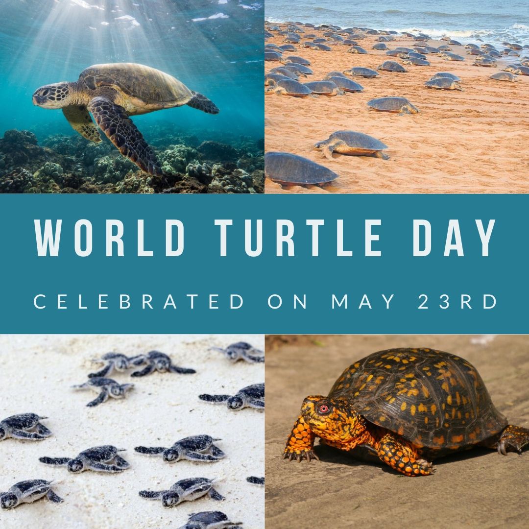 World Turtle Day 22 Eventlas