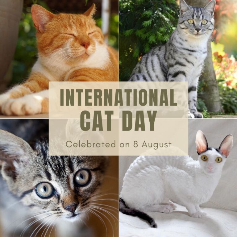 International Cat Day 2024 Eventlas