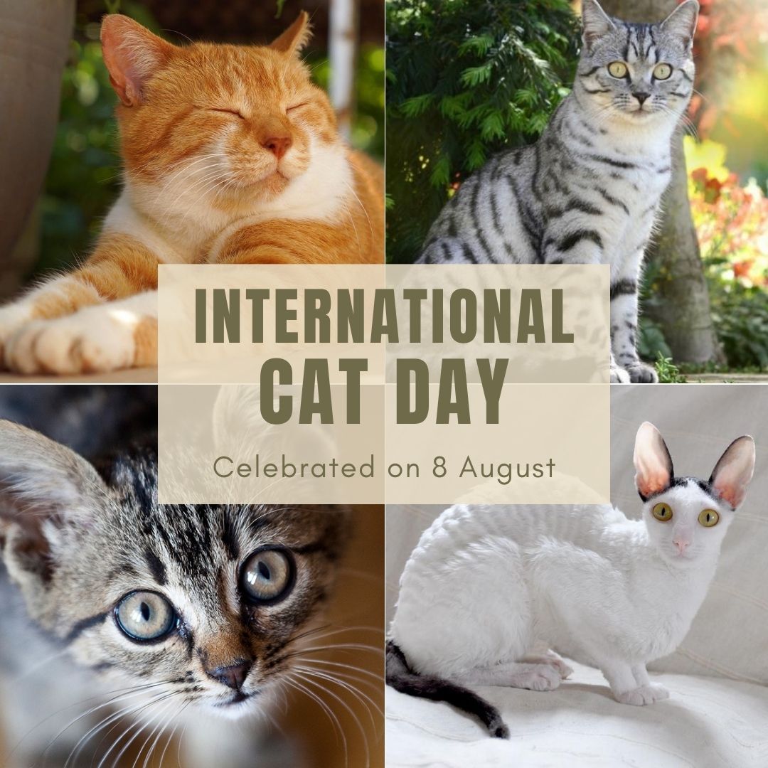 Coletar 60+ imagem happy international cat day br.thptnganamst.edu.vn