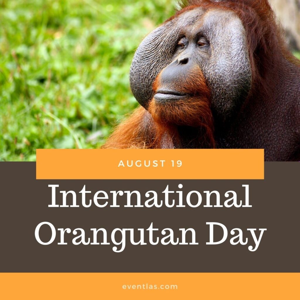 International Orangutan Day