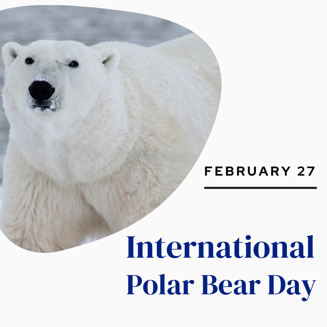 International Polar Bear Day 2024 Eventlas