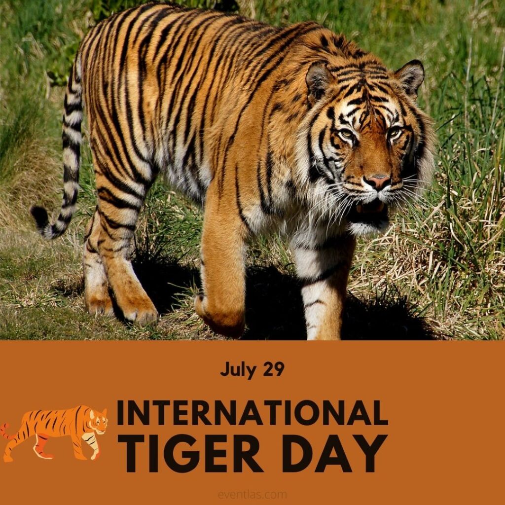 International Tiger Day 2021 Interesting Facts Theme vrogue.co