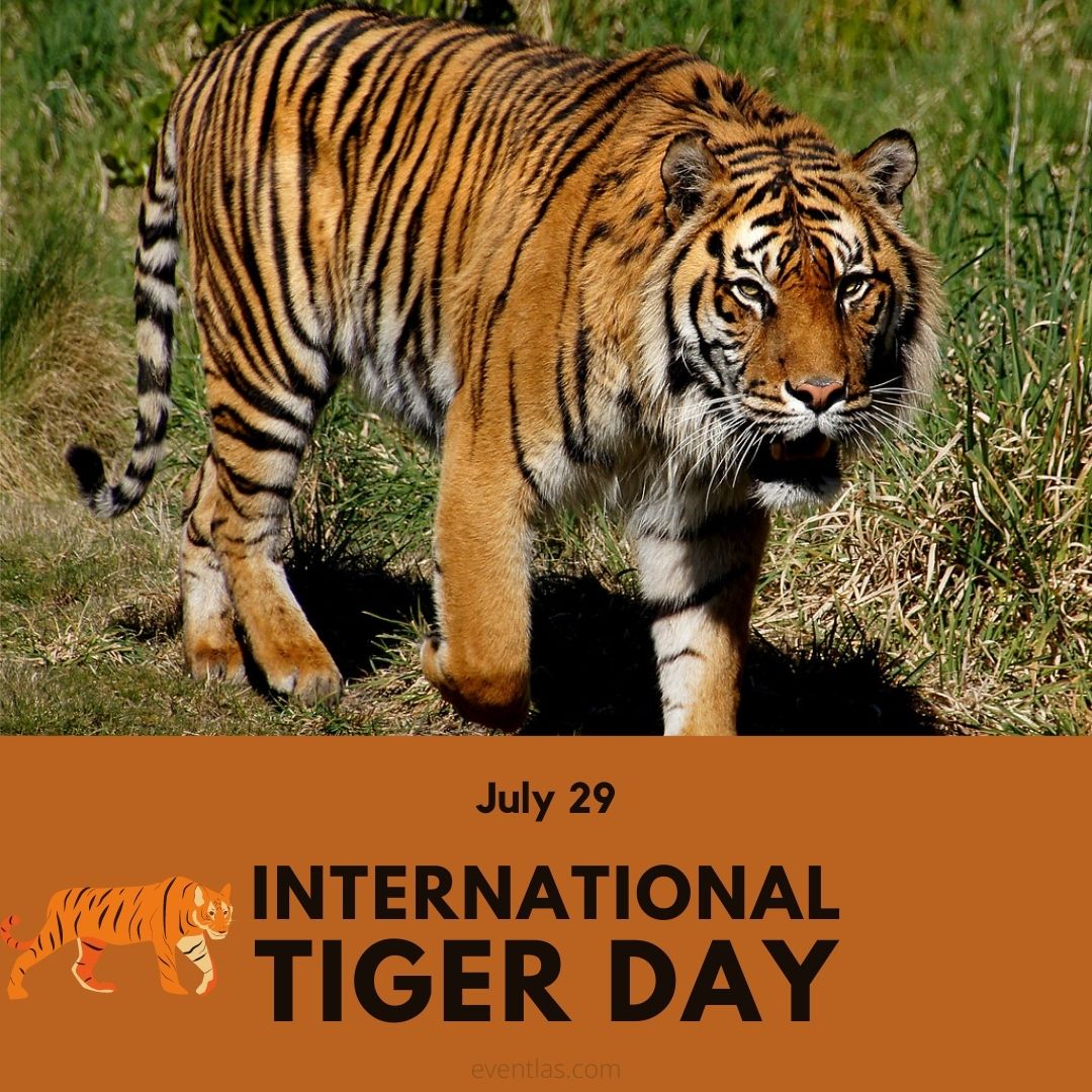International Tiger Day 2024 Eventlas