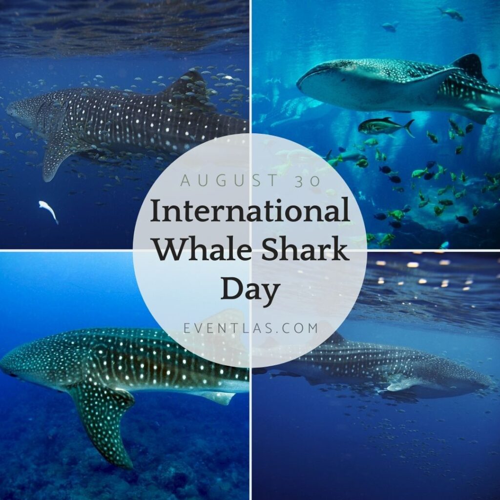 International Whale Shark Day