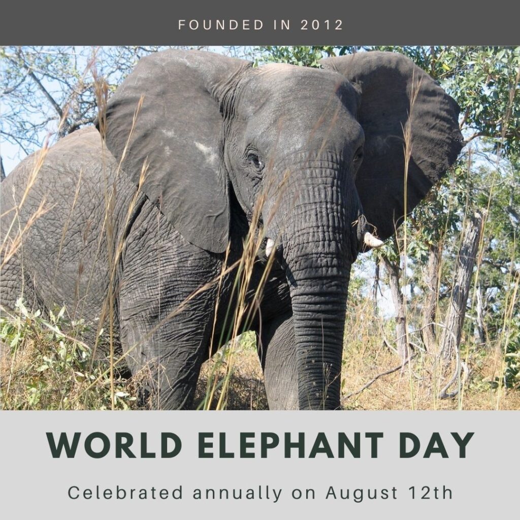 World Elephant Day 2024 | Eventlas