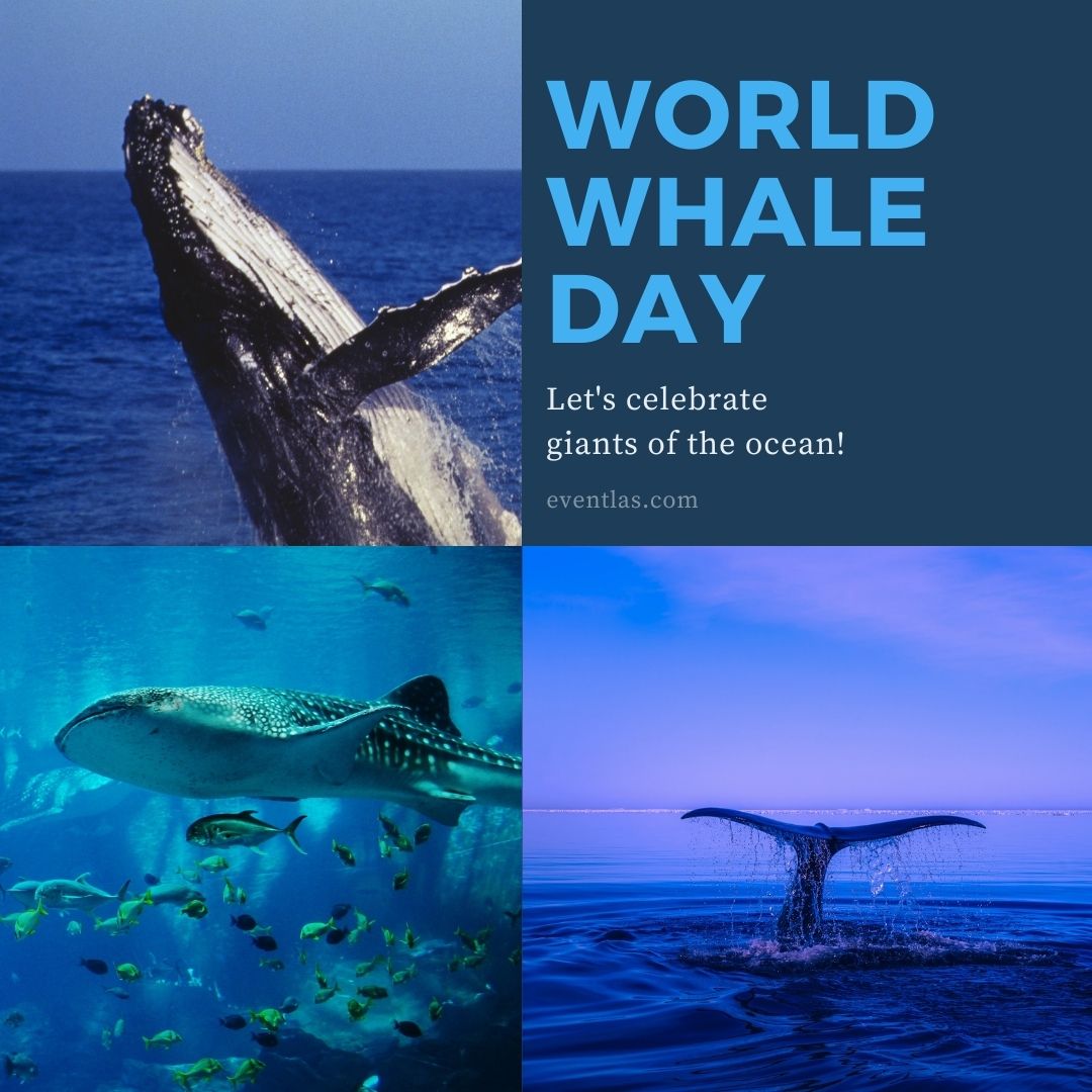 World Whale Day 2024 Eventlas