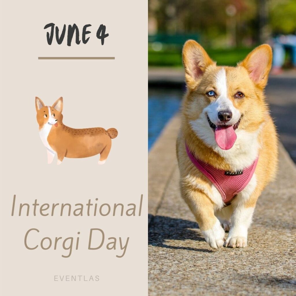 International Corgi Day - June 4, 2024