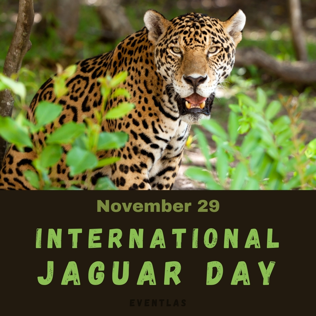 International Jaguar Day 2024 Eventlas