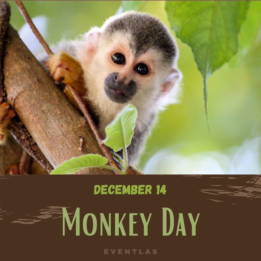 International Monkey Day – December 14th - AZPetVet