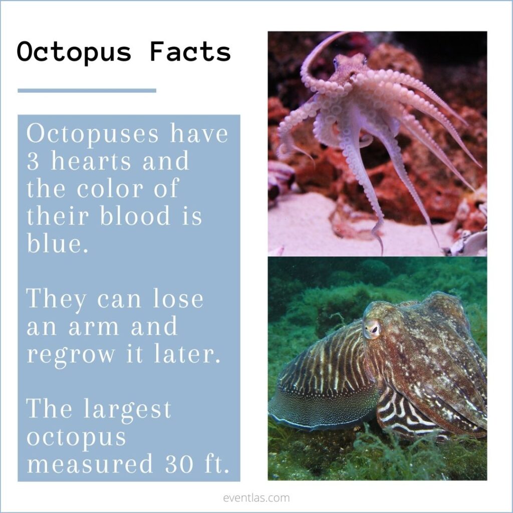 Octopus Facts