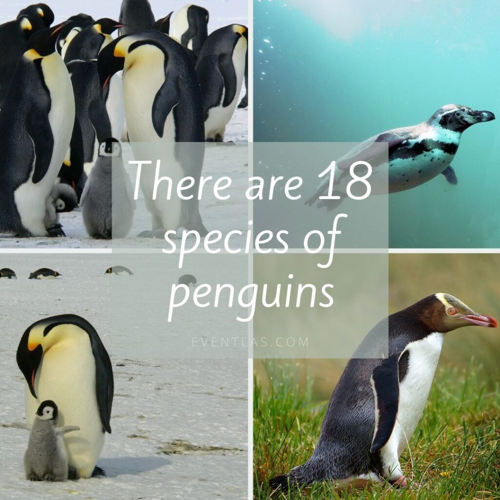 Penguin Facts by Eventlas
