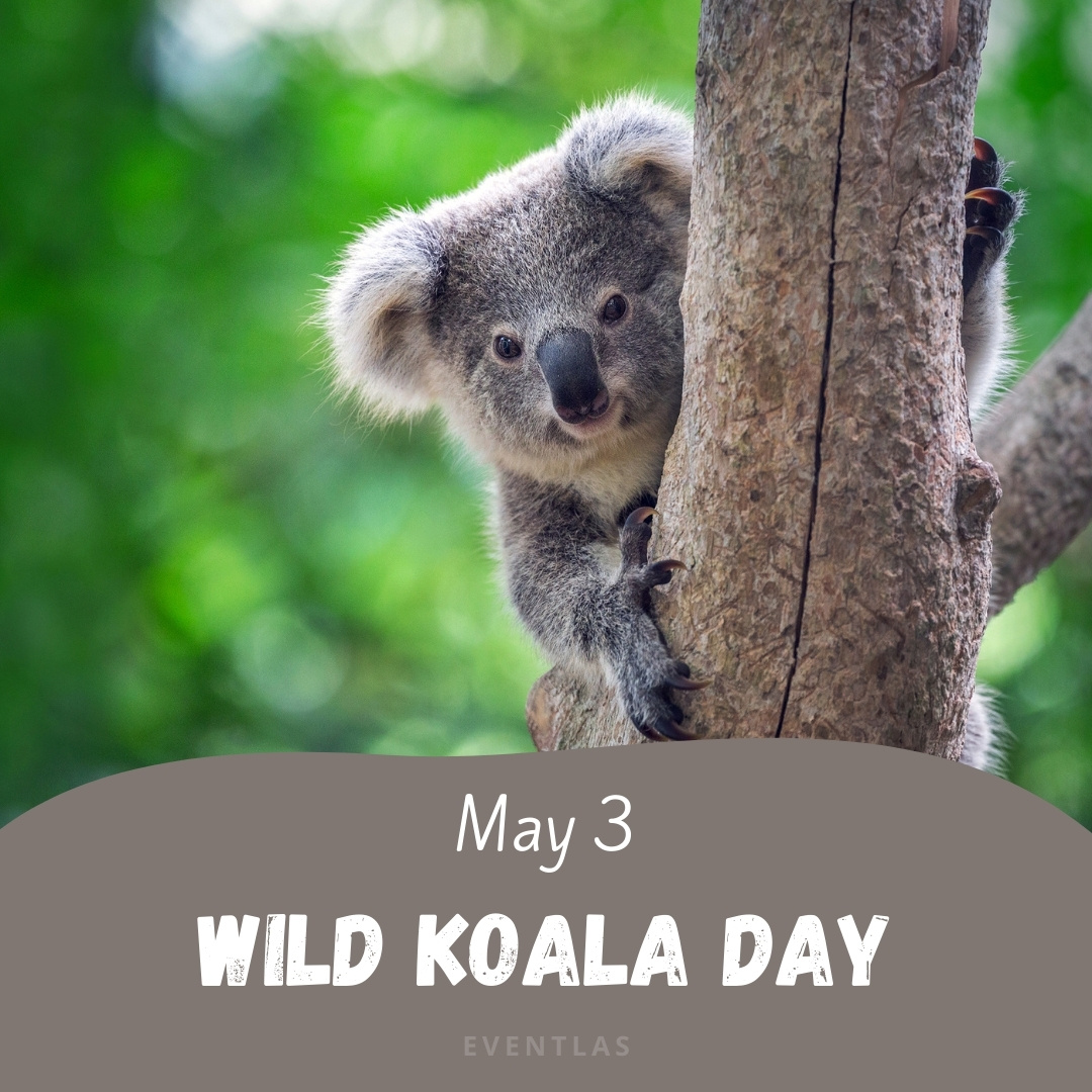Wild Koala Day 2024 Eventlas