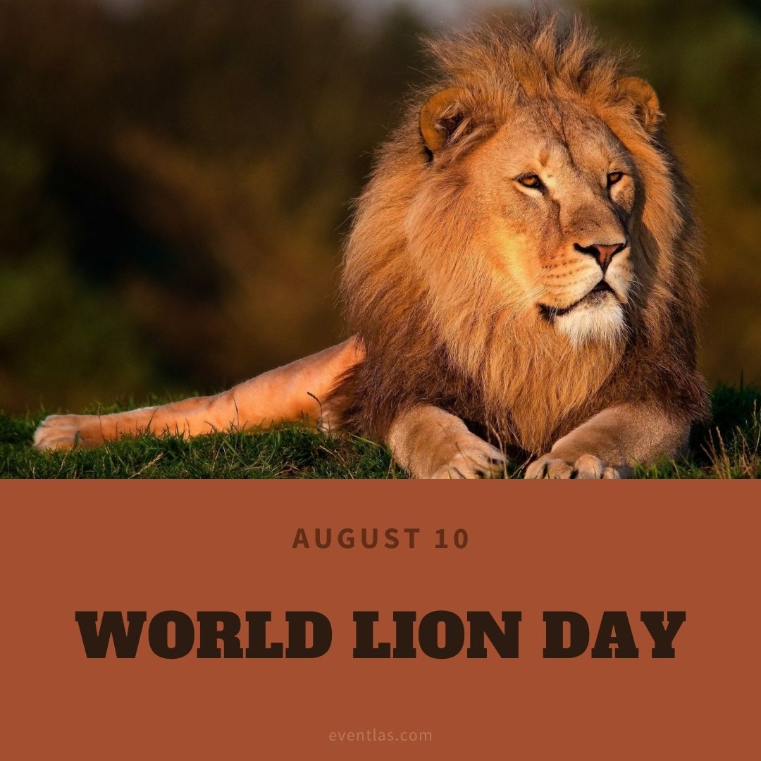 World Lion Day 2024 Eventlas