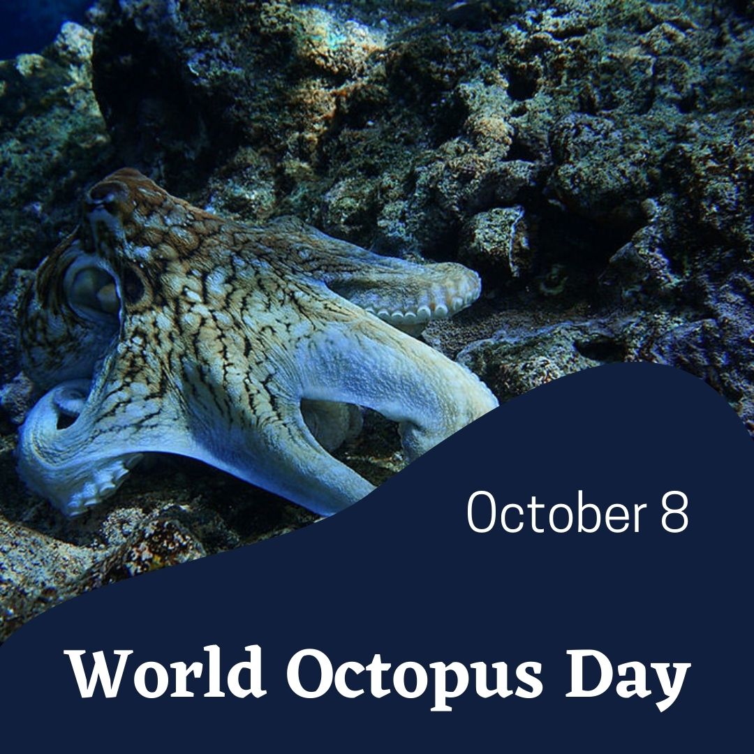 World Octopus Day 2024 Eventlas