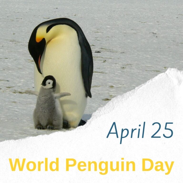 World Penguin Day 2024 Eventlas