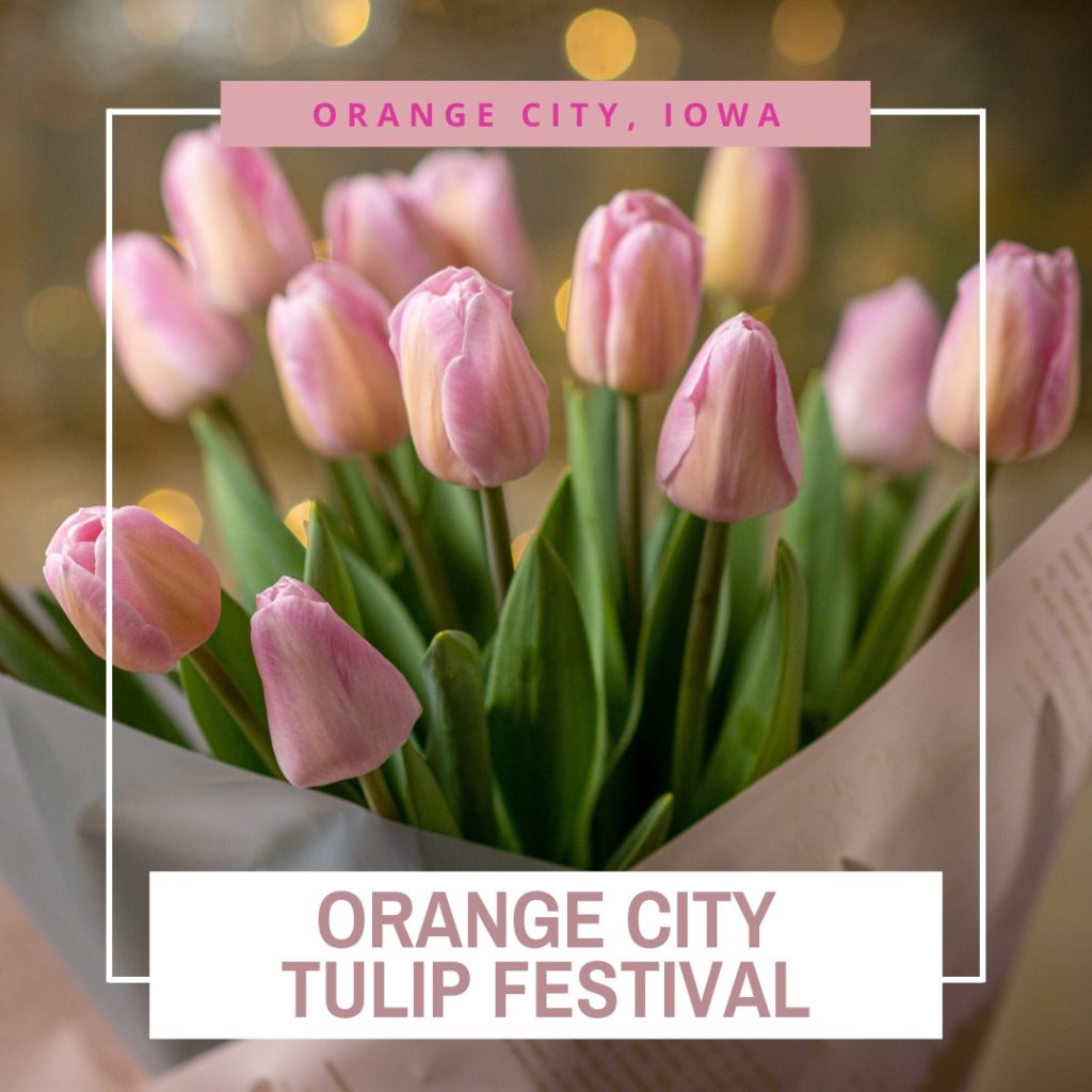 Orange City Tulip Festival 2024 Eventlas