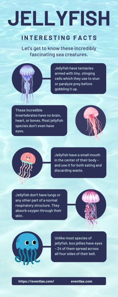 Interesting Facts about Jellyfish