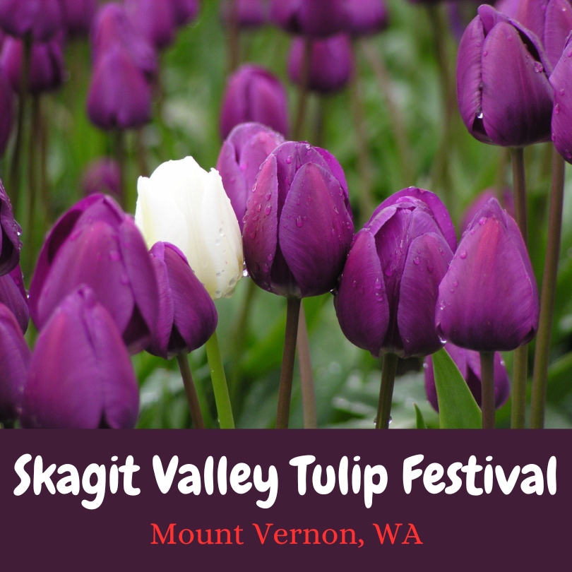 Skagit Valley Tulip Festival in Mount Vernon, WA