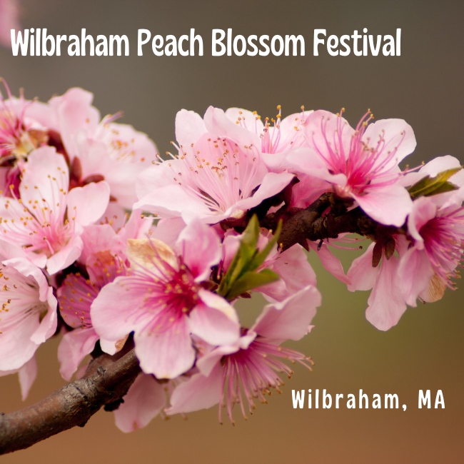 Wilbraham Peach Blossom Festival 2024